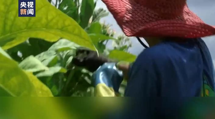 新聞?dòng)^察丨現(xiàn)代奴隸制 美國(guó)經(jīng)濟(jì)的“黑色地帶” 家政行業(yè)陰影